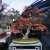 Domenica al Centro Bonsai Piccin
